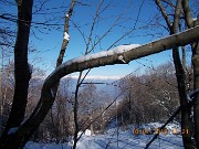 17 UN SERPENTE DI NEVE SUL RAMO PIEGATO